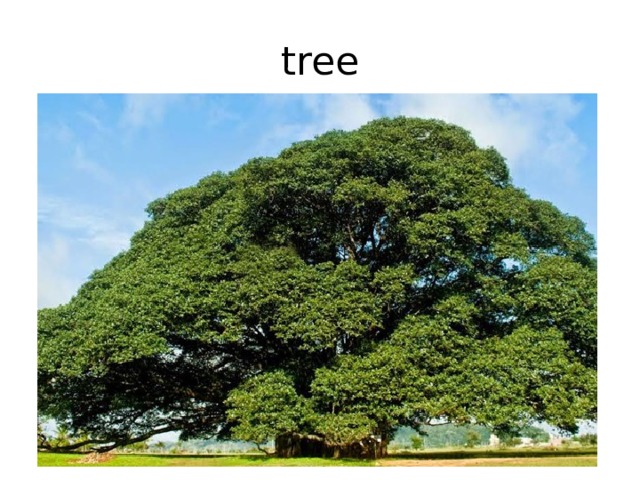 tree 