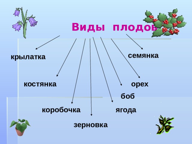 Схема виды плодов