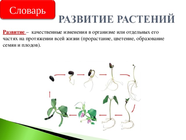 Словарь Развитие  – качественные изменения в организме или отдельных его частях на протяжении всей жизни (прорастание, цветение, образование семян и плодов). 