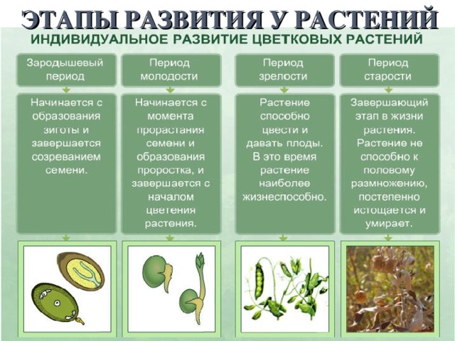ЭТАПЫ РАЗВИТИЯ У РАСТЕНИЙ 