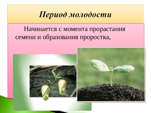  Начинается с момента прорастания семени и образования проростка, 