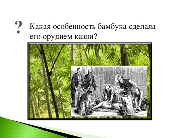 Какая особенность бамбука сделала его орудием казни? 