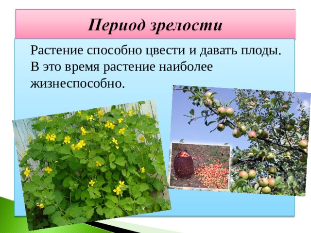  Растение способно цвести и давать плоды. В это время растение наиболее жизнеспособно. 