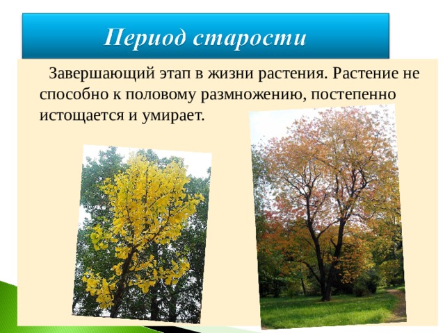  Завершающий этап в жизни растения. Растение не способно к половому размножению, постепенно истощается и умирает. 