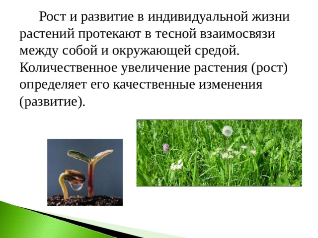   Рост и развитие в индивидуальной жизни растений протекают в тесной взаимосвязи между собой и окружающей средой.  Количественное увеличение растения (рост) определяет его качественные изменения (развитие). 