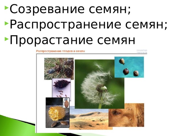 Созревание семян; Распространение семян; Прорастание семян 