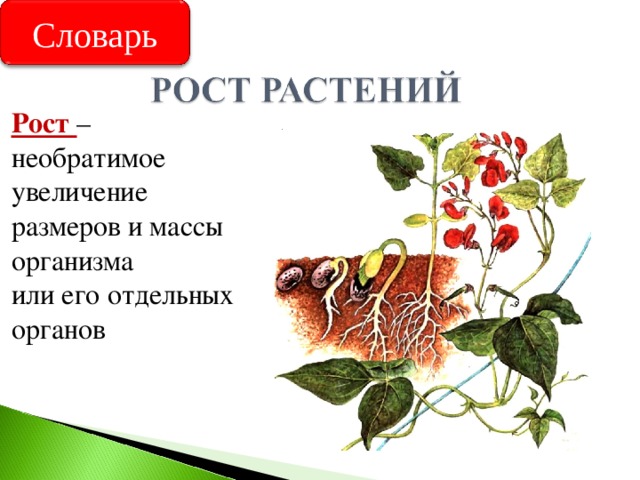 Словарь Рост – необратимое увеличение размеров и массы организма  или его отдельных органов 