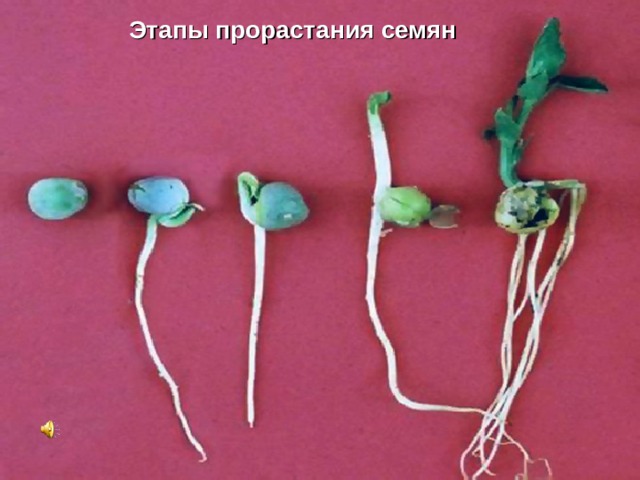 Этапы прорастания семян 