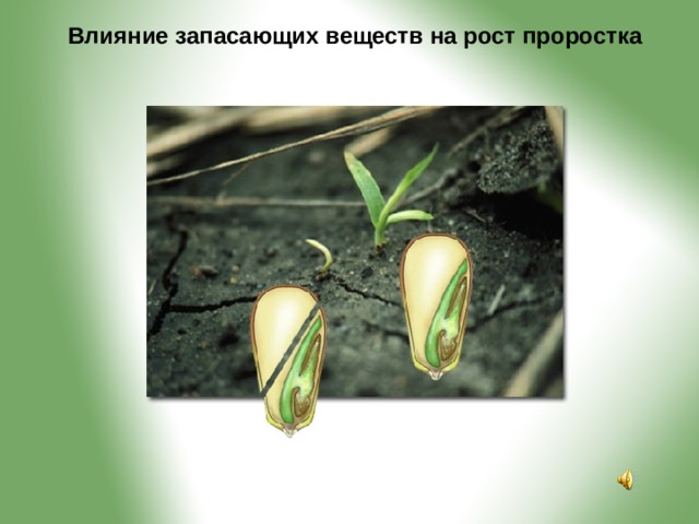 Влияние запасающих веществ на рост проростка 