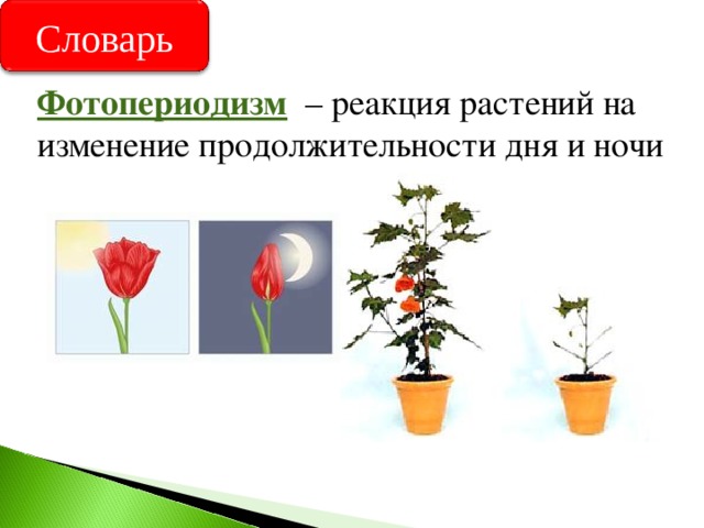Словарь Фотопериодизм  – реакция растений на изменение продолжительности дня и ночи 