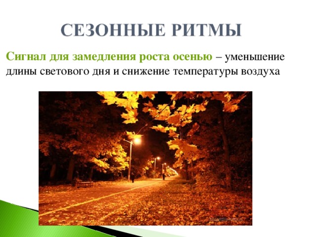 Сигнал для замедления роста осенью  – уменьшение длины светового дня и снижение температуры воздуха 