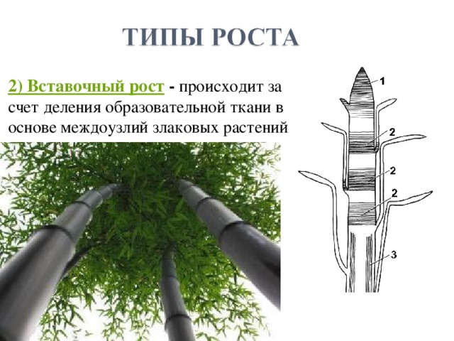 2) Вставочный рост - происходит за счет деления образовательной ткани в основе междоузлий злаковых растений 