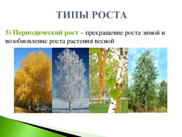 5) Периодический рост – прекращение роста зимой и возобновление роста растения весной 