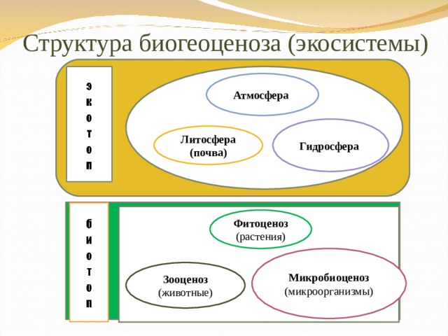 Структура биогеоценоза (экосистемы) Атмосфера  Гидросфера Литосфера (почва) Фитоценоз (растения) Микробиоценоз (микроорганизмы) Зооценоз (животные) 