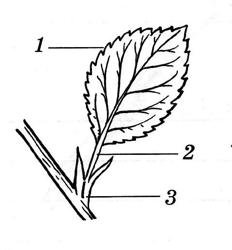 Части листа растения схема