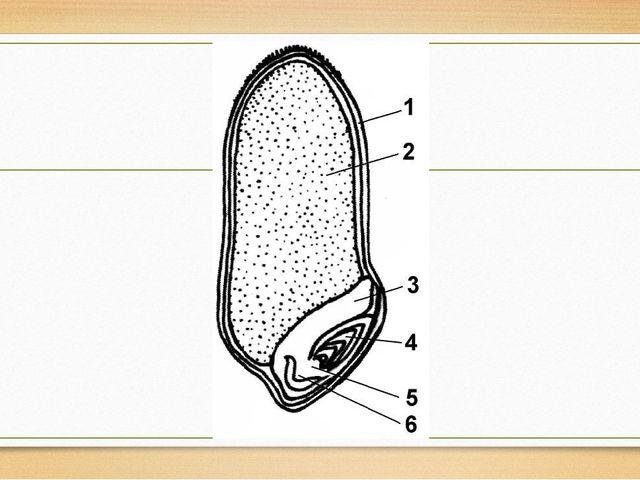 Рассмотри рисунок семени и укажи что обозначено цифрой 1