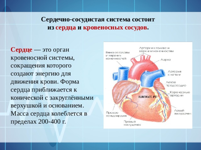 Сердечно-сосудистая система состоит из сердца и кровеносных сосудов . Сердце — это орган кровеносной системы, сокращения которого создают энергию для движения крови. Форма сердца приближается к конической с закруглёнными верхушкой и основанием. Масса сердца колеблется в пределах 200-400 г. 