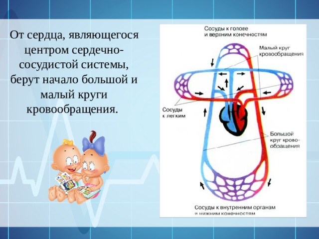 От сердца, являющегося центром сердечно-сосудистой системы, берут начало большой и малый круги кровообращения. 