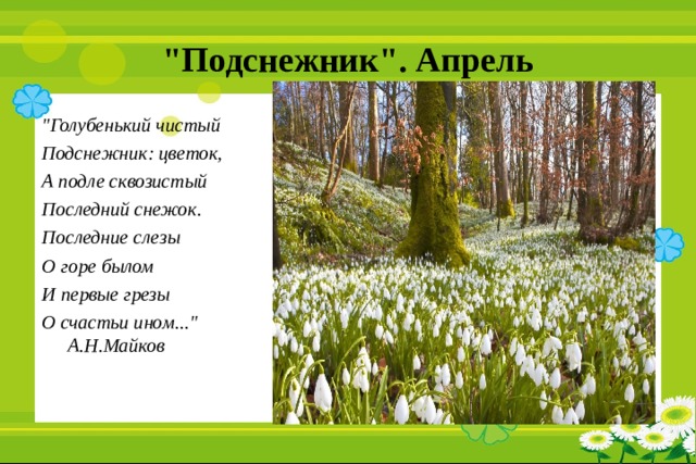 Сколько лет апрель. Майков Подснежник. Голубенький чистый Подснежник-цветок а Майкова. Подснежник стихотворение Майкова. Аполлон Майков Подснежник.