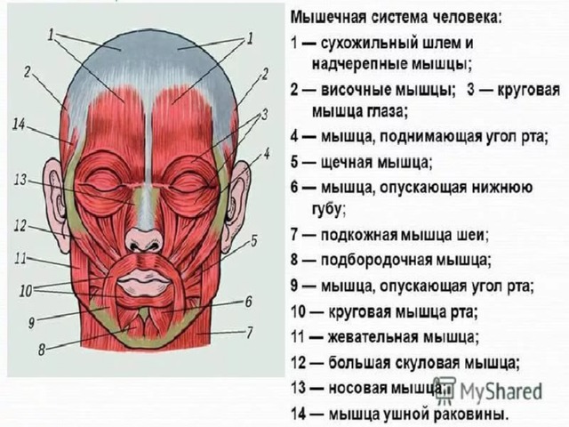 Лицевые мышцы. Мышцы их строение и функции. Лицевые мышцы таблица. Круговая мышца рта строение и функции.