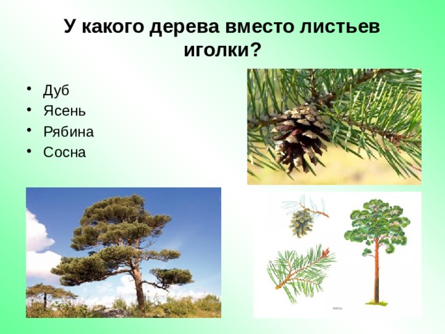 Вместо листьев. Какие деревья. У какого растения листья с иголками. У какого дерева листья игольчатые. Деревьев деревьев у которых вместо листьев иголки.