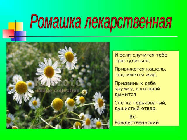 Ромашка проект 2 класс