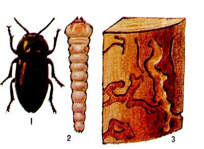 Вредители леса рисунок