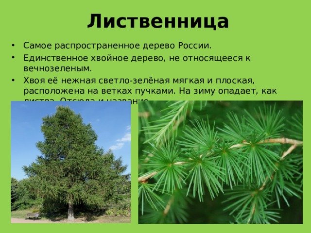 Какое дерево относится к. Лиственница Сибирская это хвойное или лиственное. Лиственница Сибирская опадание хвоинки. Лиственница самое распространенное дерево в России. Лиственница хвойное вечно зеленая.