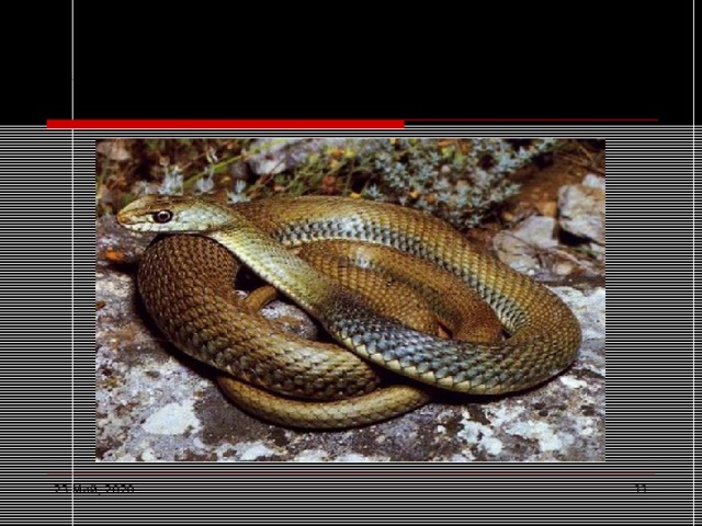 Змеи биология 7 класс. Презентация на тему змеи 7 класс биология. Змеи биология 11 класс. Змея биология строение.