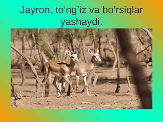 Jayron, to’ng’iz va bo’rsiqlar yashaydi. 