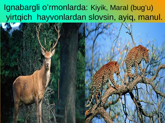 Ignabargli o’rmonlarda: Kiyik, Maral (bug’u)  yirtqich hayvonlardan slovsin, ayiq, manul. 