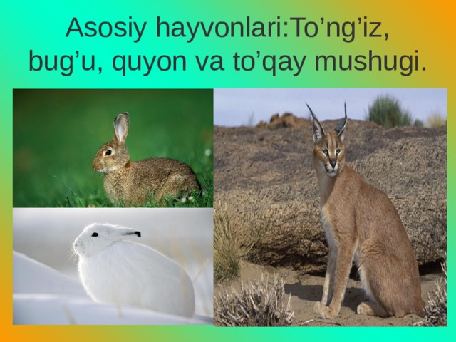 Asosiy hayvonlari:To’ng’iz, bug’u, quyon va to’qay mushugi. 