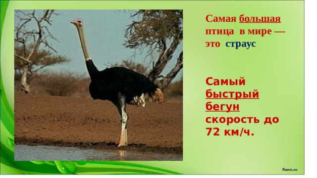 Самая большая птица в мире — это страус   Самый быстрый  бегун скорость до 72 км/ч.   