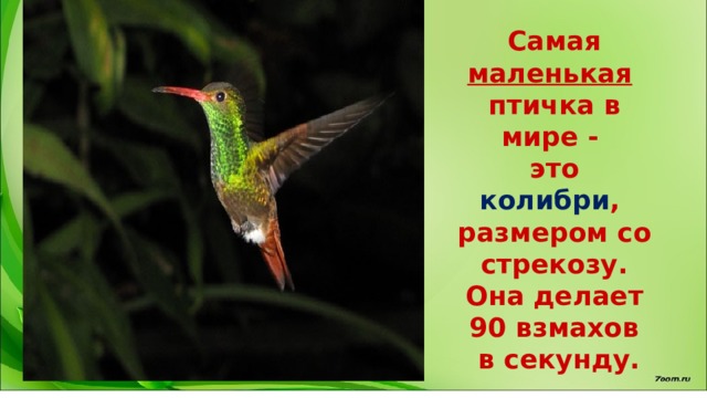 Самая маленькая  птичка в мире - это колибри , размером со стрекозу.  Она делает 90 взмахов  в секунду. 