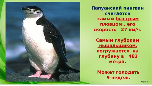 Папуанский пингвин считается  самым быстрым  пловцом , его скорость 27 км/ч.  Самым глубоким  ныряльщиком , погружается на  глубину в 483 метра.   Может голодать  9 недель 