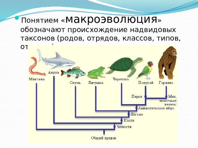 Понятием « макроэволюция » обозначают происхождение надвидовых таксонов (родов, отрядов, классов, типов, отделов). 
