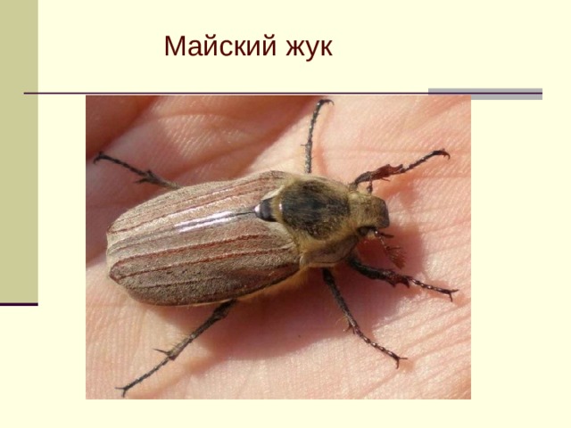 Майский жук 