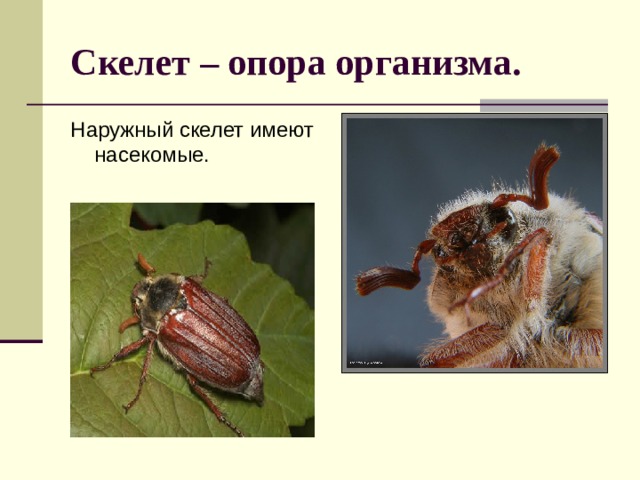 Презентация на тему майский жук