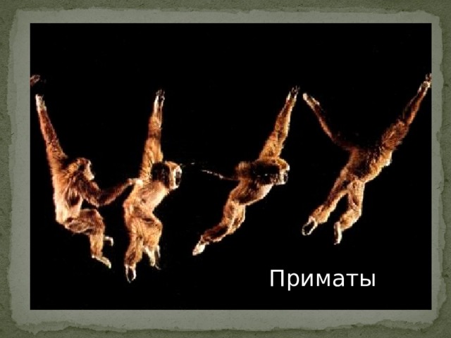 Приматы Приматы 