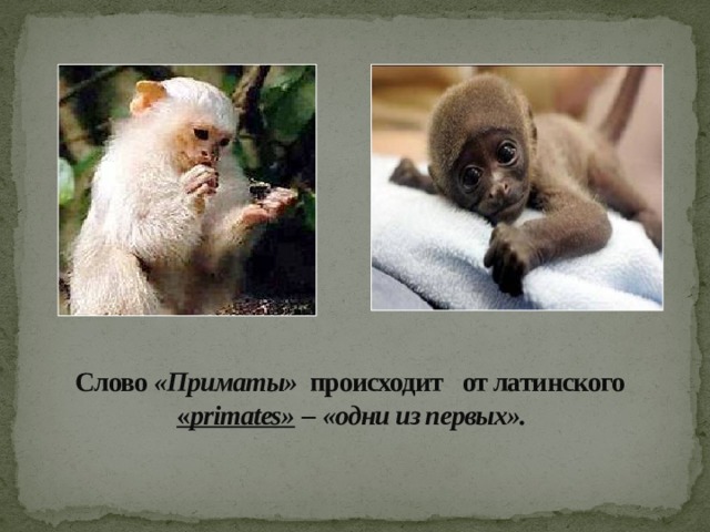  Слово «Приматы» происходит  от латинского « primates»  –  «одни из первых».  