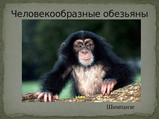 Человекообразные обезьяны Шимпанзе 
