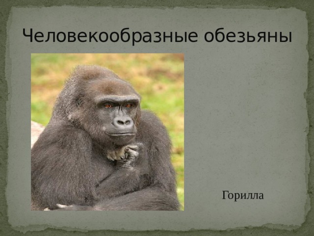 Человекообразные обезьяны Горилла 