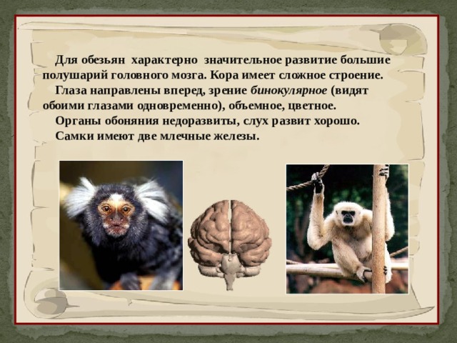  Для обезьян характерно  значительное развитие большие полушарий головного мозга. Кора имеет сложное строение.  Глаза направлены вперед, зрение бинокулярное (видят обоими глазами одновременно), объемное, цветное.  Органы обоняния недоразвиты, слух развит хорошо.  Самки имеют две млечные железы. 