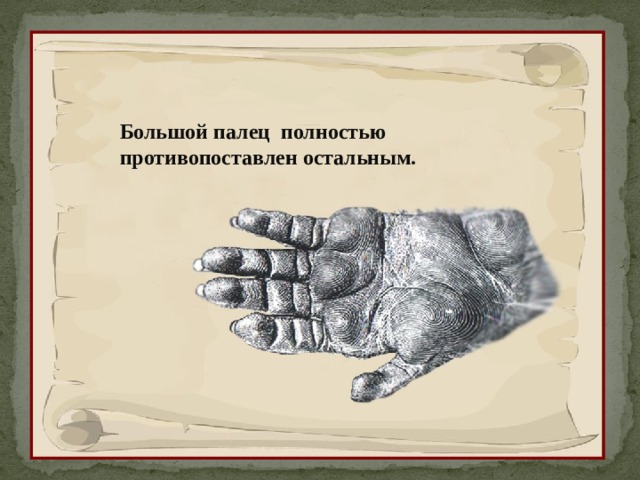 Большой палец полностью противопоставлен остальным. 