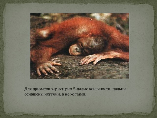 Для приматов характерно 5-палые конечности, пальцы оснащены ногтями, а не когтями. 