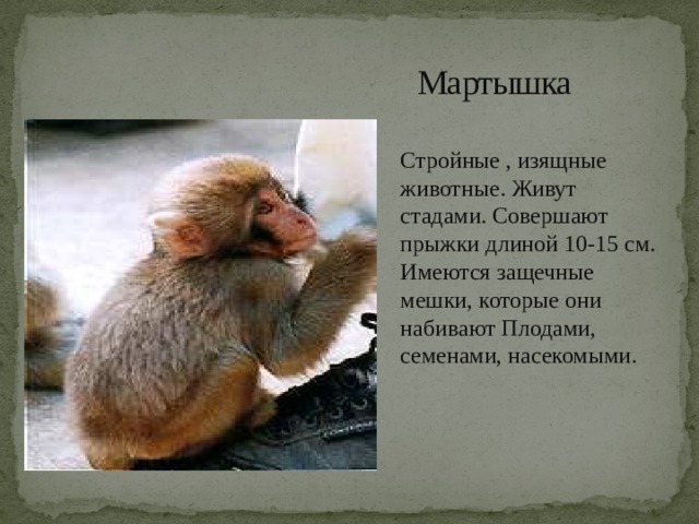  Мартышка Стройные , изящные животные. Живут стадами. Совершают прыжки длиной 10-15 см. Имеются защечные мешки, которые они набивают Плодами, семенами, насекомыми. 