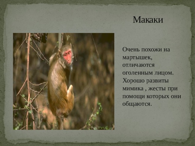 Макаки Очень похожи на мартышек, отличаются оголенным лицом. Хорошо развиты мимика , жесты при помощи которых они общаются. 