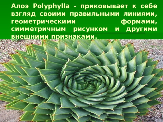 Алоэ Polyphylla - приковывает к себе взгляд своими правильными линиями, геометрическими формами, симметричным рисунком и другими внешними признаками. 