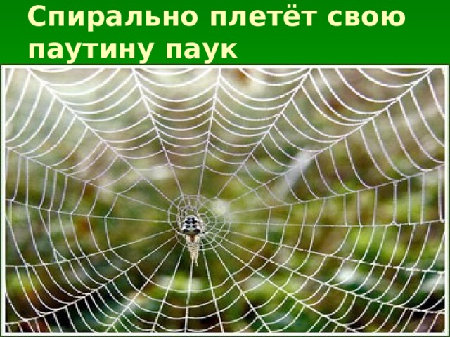 Спирально плетёт свою паутину паук   