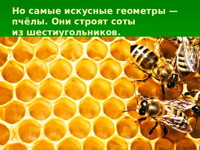 Но самые искусные геометры — пчёлы. Они строят соты из шестиугольников. 